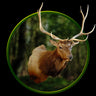 Elk Large Shoulder Mount Taxidermy image 0