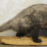 Opossum Walking on Driftwood Taxidermy image 0