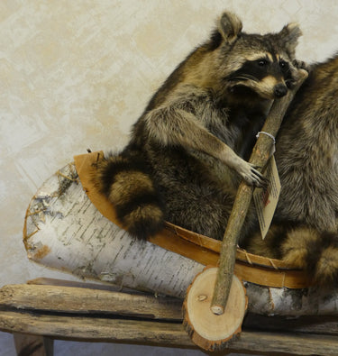 Double Canoeing Raccoon Taxidermy image 1