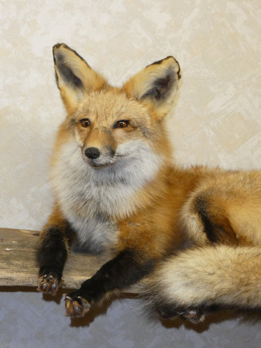 Red Fox Laying Taxidermy image 1