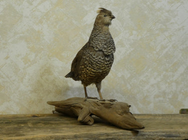 Scaled Quail Taxidermy image 1