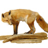 Red Fox Standing Taxidermy Mount image 0