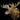 Moose Large Shoulder Mount Taxidermy image 0