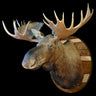 Moose Large Shoulder Mount Taxidermy image 0