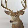 Mule Deer Shoulder Mount image 0