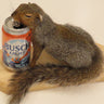 Beer Drinking Squirrel image 0