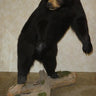 Life-size Large Black Bear Taxidermy Mount image 0