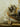 Noah's Ark --2 Raccoons 1 Red Fox Taxidermy image 2