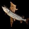 Northern Pike Taxidermy image 0