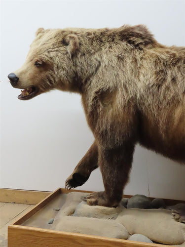 Walking Grizzly Bear image 1