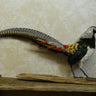 Lady Amherst Pheasant Taxidermy image 0