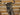 Blue Wildebeest Shoulder Mount image 1