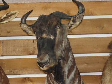 Blue Wildebeest Shoulder Mount image 1
