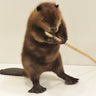 small beaver image 0