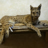 Laying Bobcat on Driftwood image 0