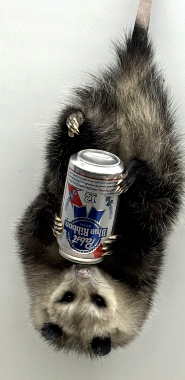Hanging Opossum w/ Beer Can Taxidermy Mount image 1
