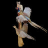 Ring-necked Pheasant Pair Flying Taxidermy Mount image 0