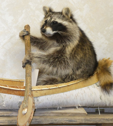 Single Canoeing Raccoon Taxidermy image 1