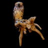 Faux Spotted Owl Taxidermy Mount image 0