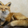 Red Fox Laying Taxidermy image 0