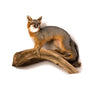 Gray Fox Standing Taxidermy Mount image 0