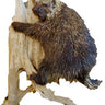 Porcupine Taxidermy Mount image 0