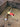 Large Antler Dog Chew image 0