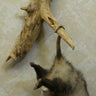 Opossum hanging with Beer Can image 0