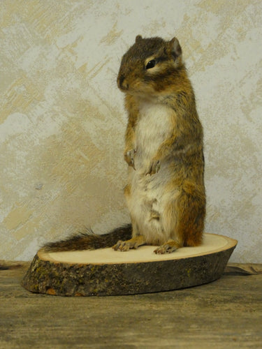 Standing Chipmunk Taxidermy image 1