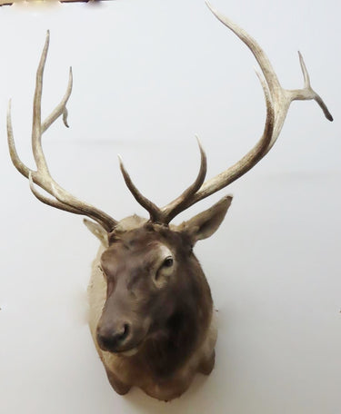 Elk Shoulder Mount image 1