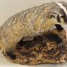 Badger on Driftwood image 0