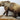 Walking Grizzly Bear image 0