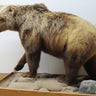 Walking Grizzly Bear image 0