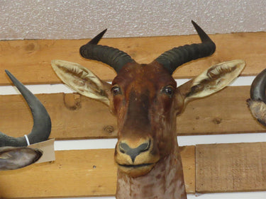 Topi Shoulder Mount image 1
