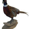 Standing Ringneck Pheasant Taxidermy Mount image 0