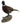 Standing Ringneck Pheasant Taxidermy Mount image 0