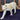 Mountain Lion -- Walking image 0