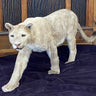 Mountain Lion -- Walking image 0