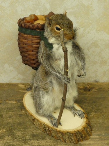 Hiking Squirrel Taxidermy image 1