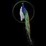 Peacock Taxidermy Wall Mount image 0