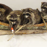 4 Raccoons in a canoe "Noah's Ark" image 0