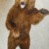 Life-size Coastal Brown Bear Taxidermy Mount image 0