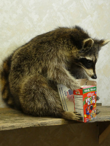Raccoon with Cereal Box image 1