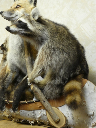 Noah's Ark --2 Raccoons 1 Red Fox Taxidermy image 1