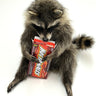 Raccoon w/ Hot Tamales Taxidermy Mount image 0