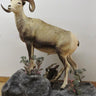 Lifesize Stone Sheep w/ Base image 0