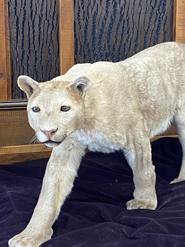 Mountain Lion -- Walking image 1